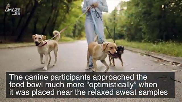 Dogs Can Smell Our Stress and That Negatively Affects Their Canine Abilities