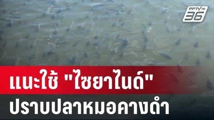 โหดแต่จบ! อ.แม่โจ้ แนะใช้ "ไซยาไนด์" ปราบปลาหมอคางดำ | เข้มข่าวค่ำ | 26 ก.ค. 67