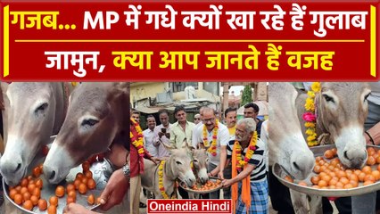 MP के Mandsaur में  गधे खा रहे गुलाब जामुन, वजह जानकर आपकी भी छूट जाएगी हंसी | वनइंडिया हिंदी