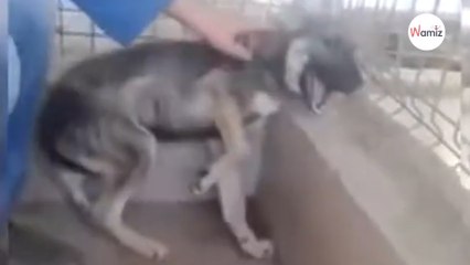 Caressé pour la première fois, ce chien maltraité a une réaction émouvante (Vidéo)