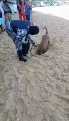 Cão farejador encontra drogas escondidas em praia da Cidade Baixa