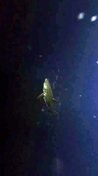 tubarão-branco, ilha do Faial, Açores