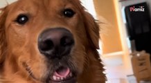 Il partage la liste de tous les aliments interdits que son chien a mangé : 149,5K internautes sont en sueur (vidéo)