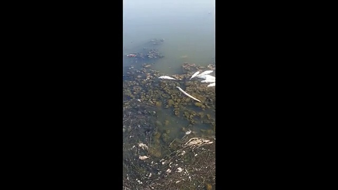 Il disatro della Laguna di Orbetello: migliaia di pesci morti per il troppo caldo