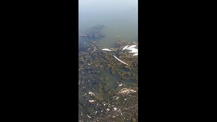Il disatro della Laguna di Orbetello: migliaia di pesci morti per il troppo caldo