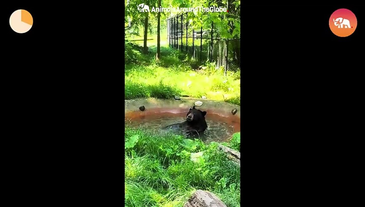 Bear Videos
