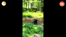 Bear Videos