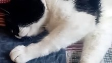The cat