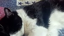 My cat is in sleep mode now
