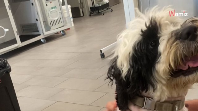 Elle trouve un chien abandonné dans les bois : quelqu'un va lui dire que la vérité est toute autre (vidéo)