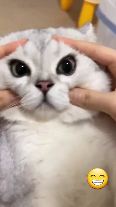 Funny cat videos - cute cats - Try not to laugh...