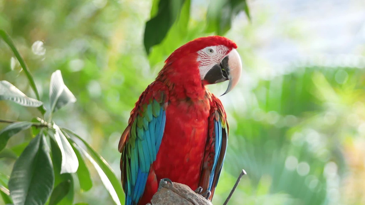 Gerade noch rechtzeitig: Papagei rettet seinen Besitzern das Leben