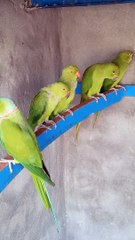 Parrot's Release ⁉️ 