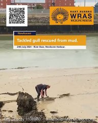 Sussex Express-29-07-24-WRAS rescuers helping a tackled Gulls