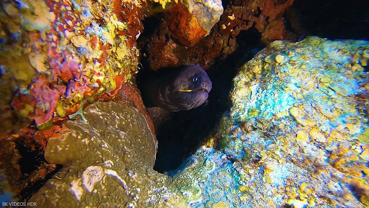 Underwater World 8K ULTRA HD – Marine Life_ Sea Animals and Coral Reef(1080P_HD)