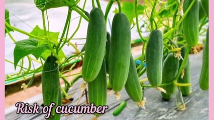 The Importance of Cucumber Sexually __Health Benefits Of cucumber