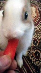 Baby rabbit eating carrot