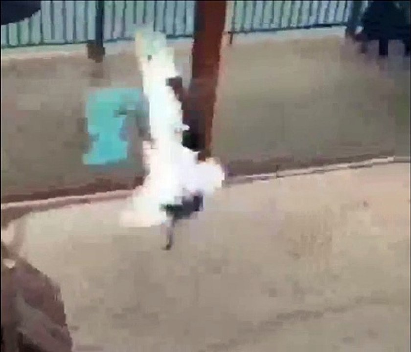 A stork imitates a child