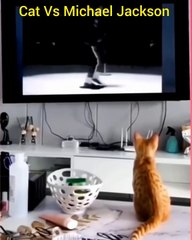 Kitten learns to Moonwalk with Michael Jackson
