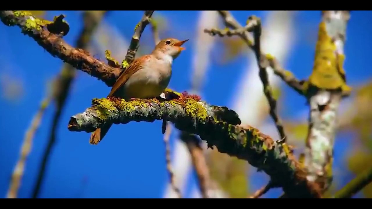 Relaxing Music for Stress Relief, Calm, Study | Beautiful Nature