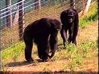 Inside Outside - A look at Monkey World(480P)