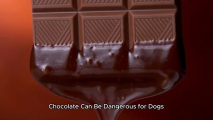 The Dangerous Truth About Chocolate and Dogs