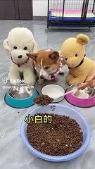 #Pets#Animals#Amazing vedio