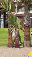 Belek Beach A Hot Day beutifull girl beauty day