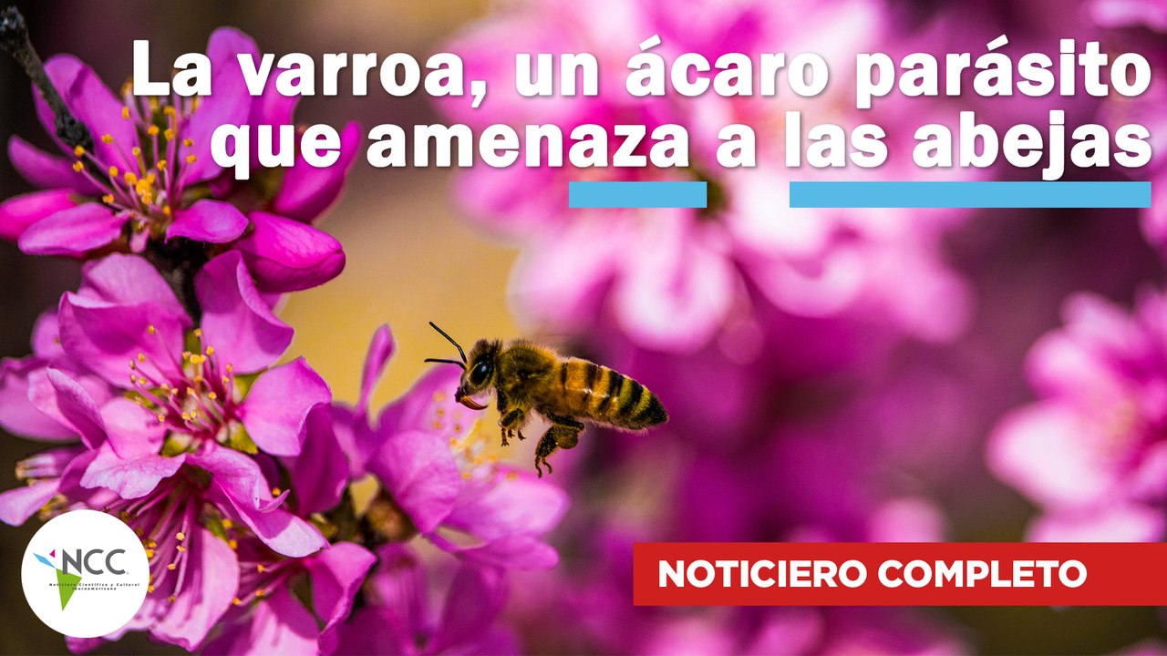 La varroa, un ácaro parásito que amenaza a las abejas | 676 | 29/07/24 - 05/08/24