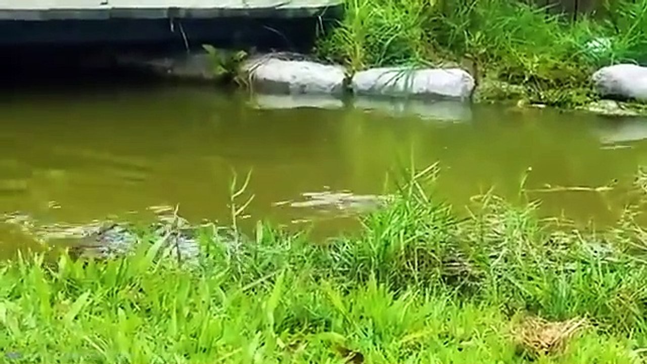 Animals Reunited With Their Owners After Years