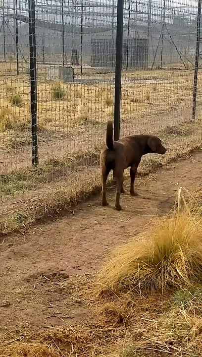 Cute Lion Gives Smooches to Puppy's Paw!