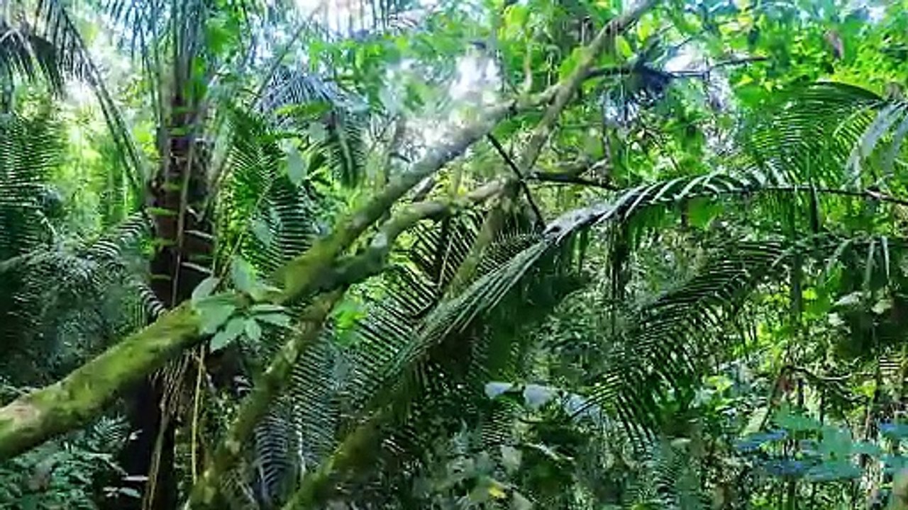 Amazon Jungle 4K- Wild Animals of Rainforest- Relaxation Film- Meditation Music _Full-HD