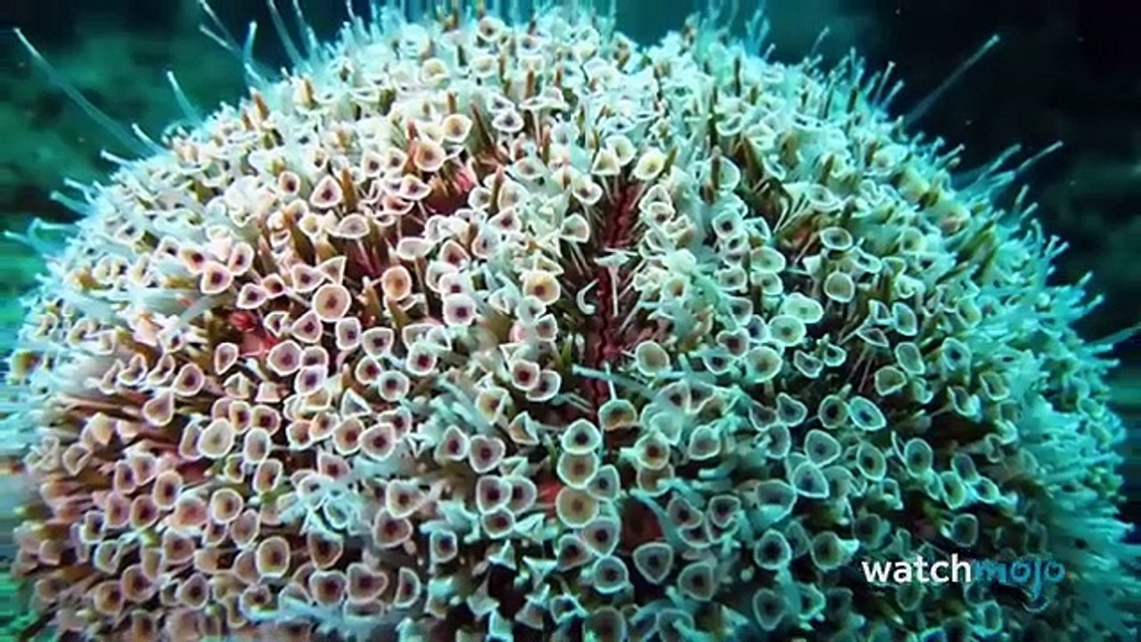 Top 20 Most Dangerous Ocean Creatures in the World