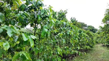 El Café y los Cítricos- orgullo agrícola de Hojancha