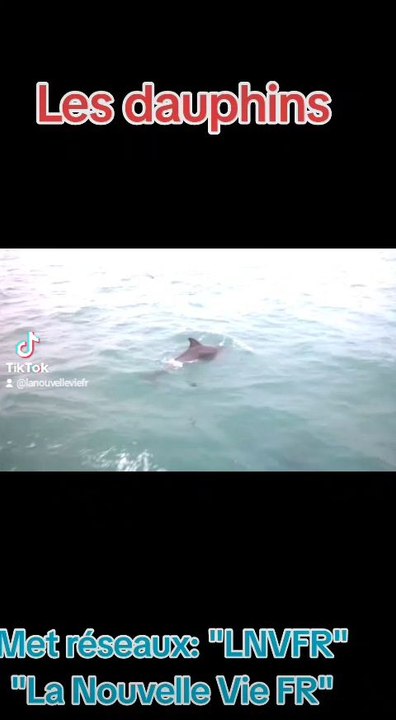 souvenir dauphin qui joue avec les pêcheurs dans l'océan