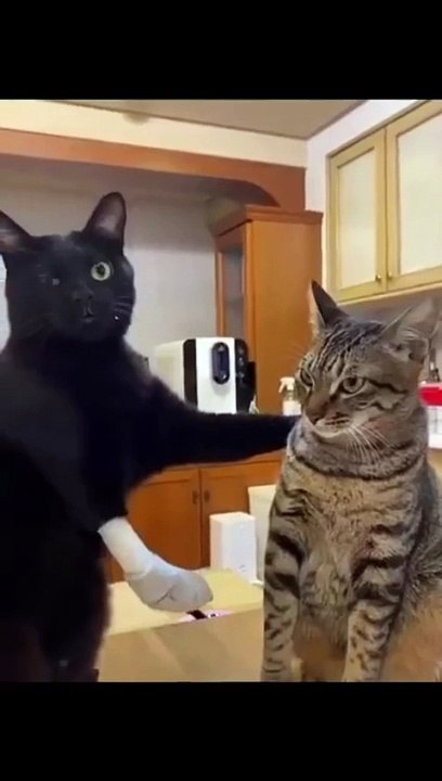 Cats fight