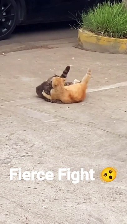The heaviest fight of cats with each other