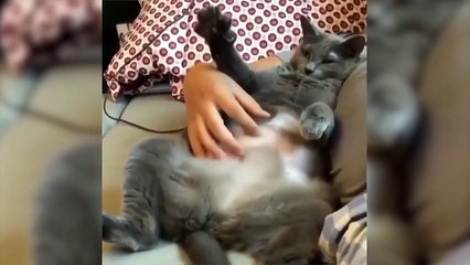 Compilation of Cute Animals That Will Melt Your Heart