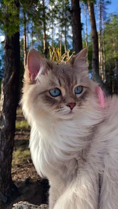 QUeen cat❤❤#cat#pets#shorts