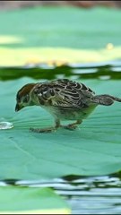 Hd Sparrow drinking dew drop