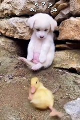 Dog Helping Duck
