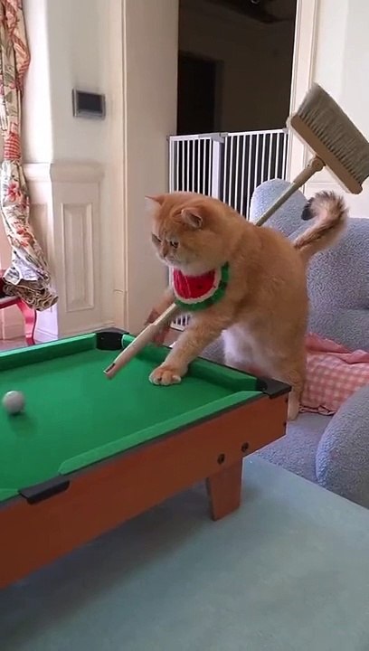 Cats lovers 