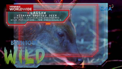 Doc Nielsen Donato, nagsagawa ng pagsusuri sa visayan spotted deer | Born to be Wild
