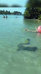 Giant moray eel approaches a swimmer
