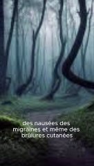 Le Mystère de la Forêt de Hoia Baciu - Made with C