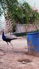 1000035693 Mor Ek Sundar pakshi Hai Mor Rashtra pakshi hai