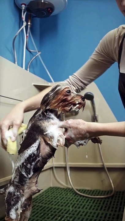2Dog Bathing, Pets Care, How to Care Dog, Youtube Shorts,   #cocomelon #chuchutv #Babynest80