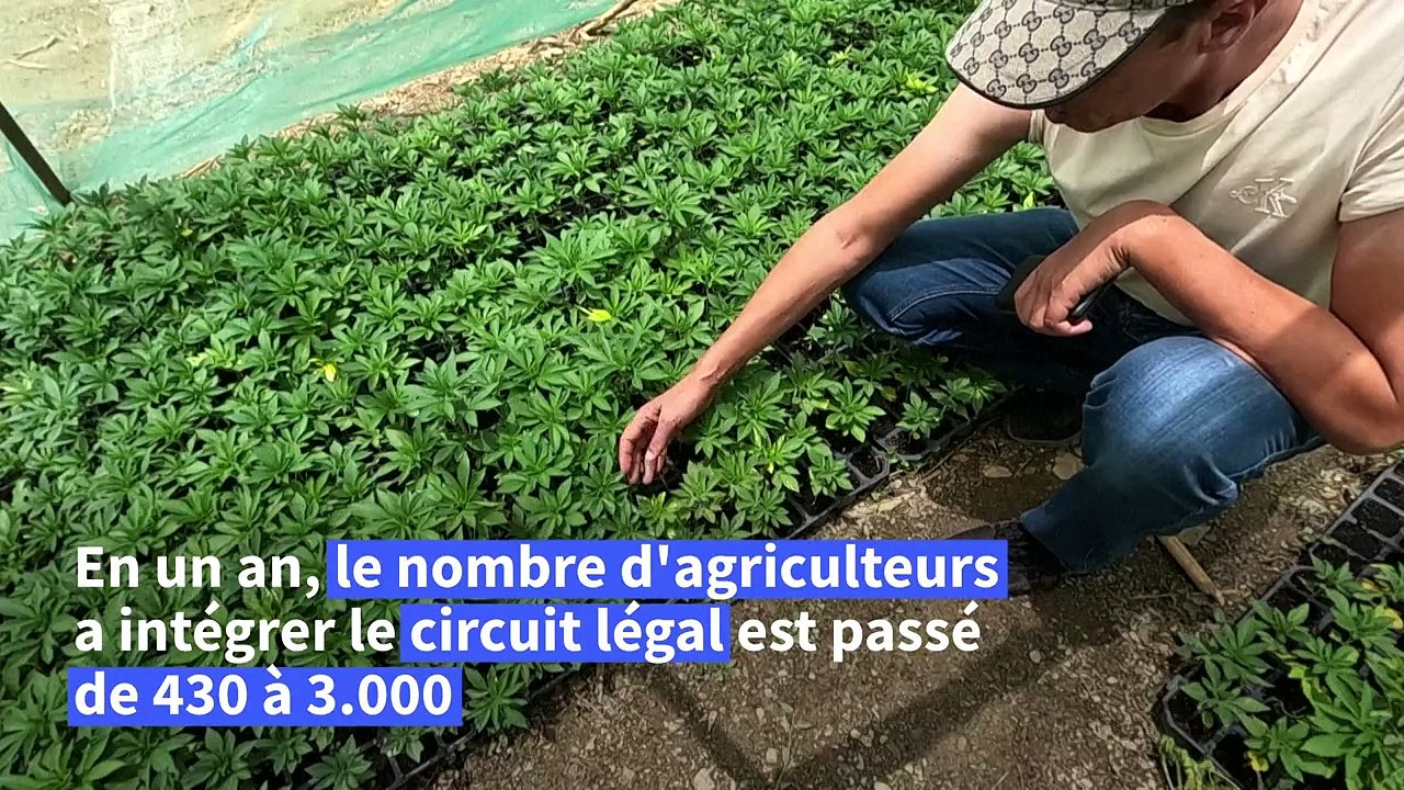 Au Maroc, des cultivateurs de cannabis sortent de la clandestinité