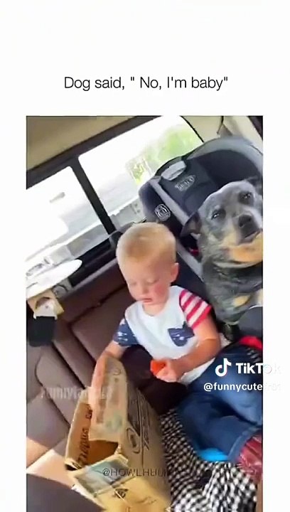 Funny and cute dogs compilation