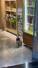 Funniest cat and dog short videos